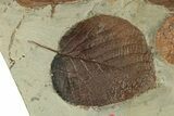 Plate with Five Fossil Leaves (Three Species) - Montana #271013-2